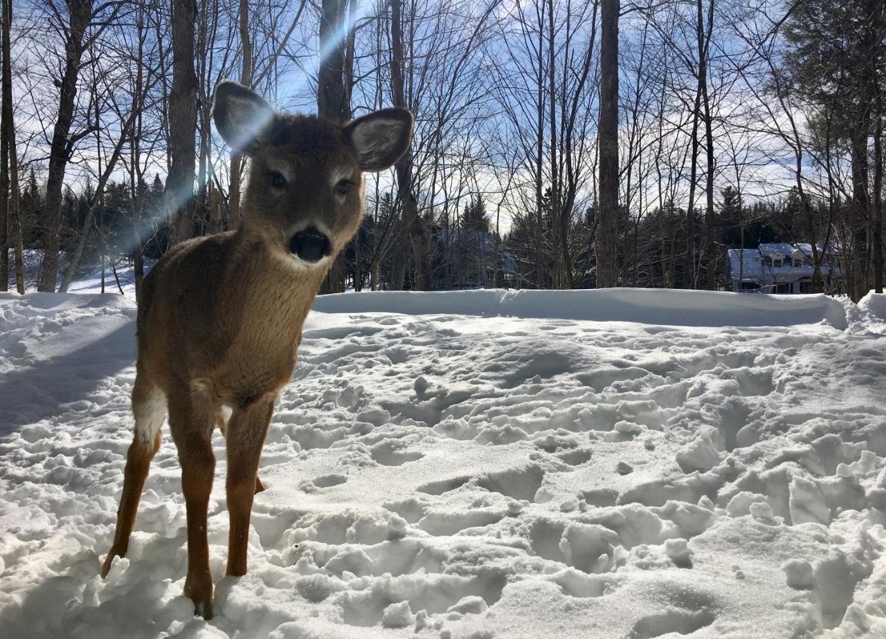 Le Sous-Bois Lejlighed Mont-Tremblant Eksteriør billede